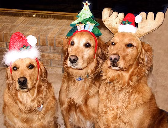 Anh em! Phải tỉnh ngủ để chờ ông già Noel!