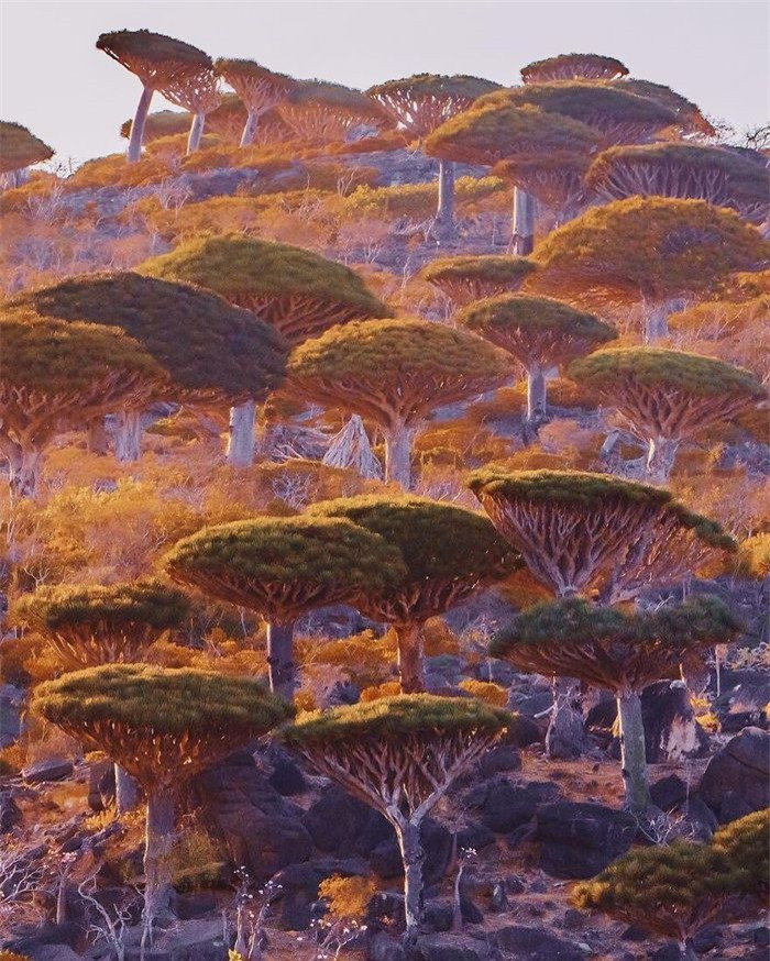  Các nhà khoa học dự đoán nếu không được bảo vệ, cảnh quan đặc hữu của nơi này sẽ biến mất hoàn toàn trong tương lai.