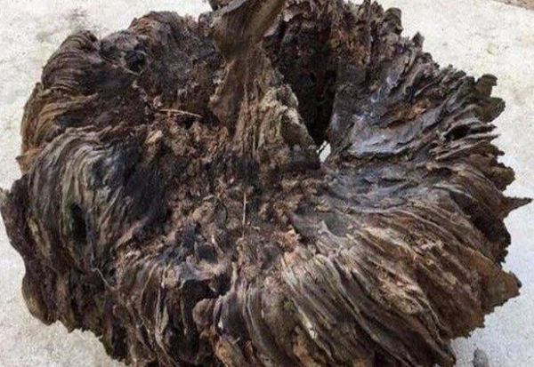 Khi đang lên rừng đốn củi, một lão nông đã vô tình nhặt được một khúc gỗ mục nát. Nghĩ rằng khúc gỗ này có thể dùng để đốt lửa nên ông đã nhặt đem về.