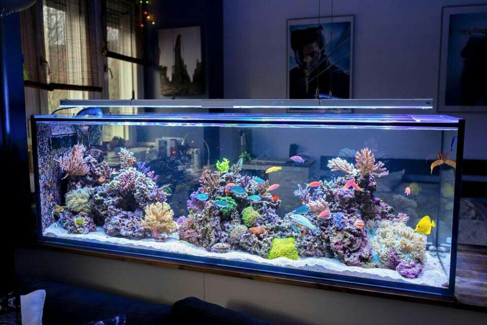 Bể cá cũng là một trong những nguyên nhân gây nhiễu tín hiệu Wi-Fi. Vì nước là chất hấp thụ tín hiệu bức xạ rất tốt. Do vậy, sẽ có một vùng sóng Wi-Fi bị yếu xung quanh bể cá trong căn nhà. Ảnh: Getty.