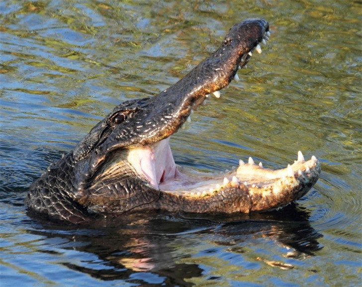 Điểm danh loài vật có cú cắn uy lực nhất - Hình 3 Diem danh loai vat co cu can uy luc nhat-Hinh-3