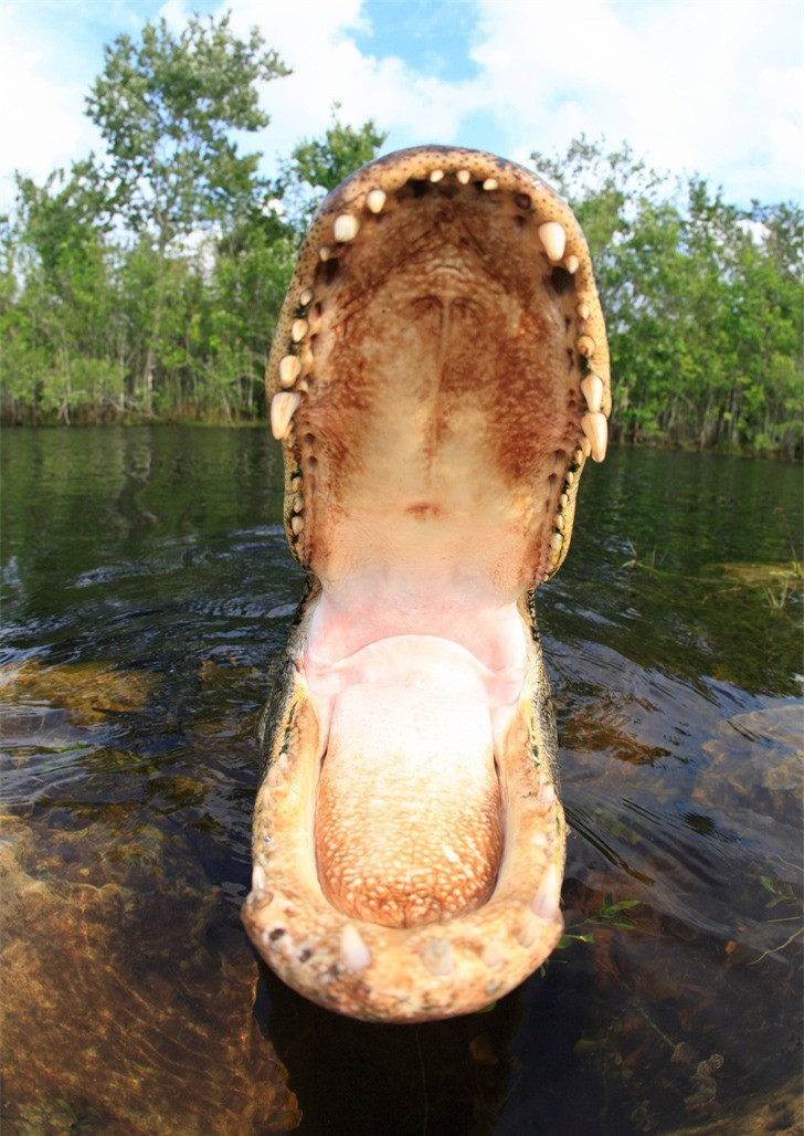 Điểm danh loài vật có cú cắn uy lực nhất - Hình 4 Diem danh loai vat co cu can uy luc nhat-Hinh-4