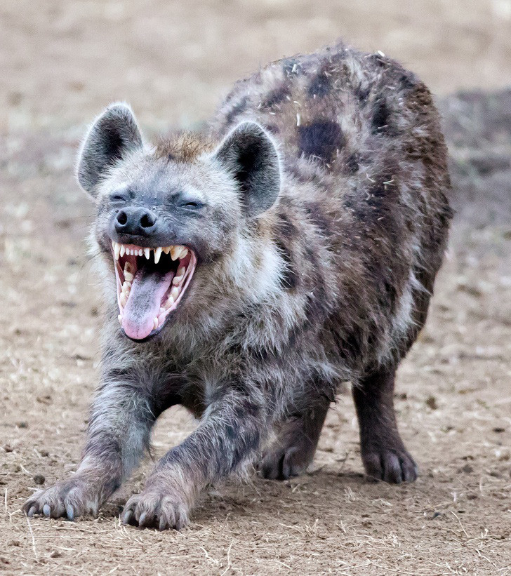 Điểm danh loài vật có cú cắn uy lực nhất - Hình 9 Diem danh loai vat co cu can uy luc nhat-Hinh-9