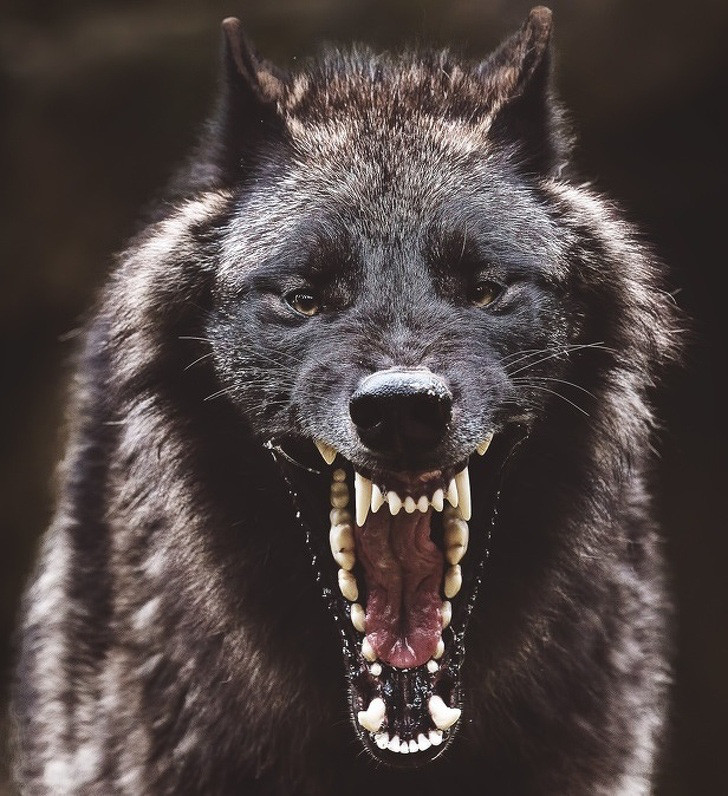 Điểm danh loài vật có cú cắn uy lực nhất - Hình 16 Diem danh loai vat co cu can uy luc nhat-Hinh-16