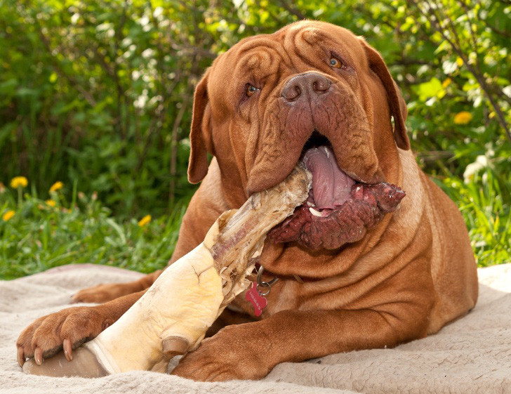 Điểm danh loài vật có cú cắn uy lực nhất - Hình 14 Diem danh loai vat co cu can uy luc nhat-Hinh-14