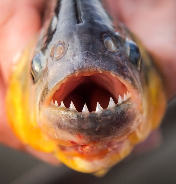 Điểm danh loài vật có cú cắn uy lực nhất - Hình 15 Diem danh loai vat co cu can uy luc nhat-Hinh-15