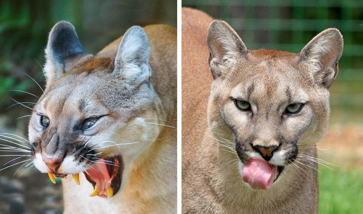 Điểm danh loài vật có cú cắn uy lực nhất - Hình 12 Diem danh loai vat co cu can uy luc nhat-Hinh-12