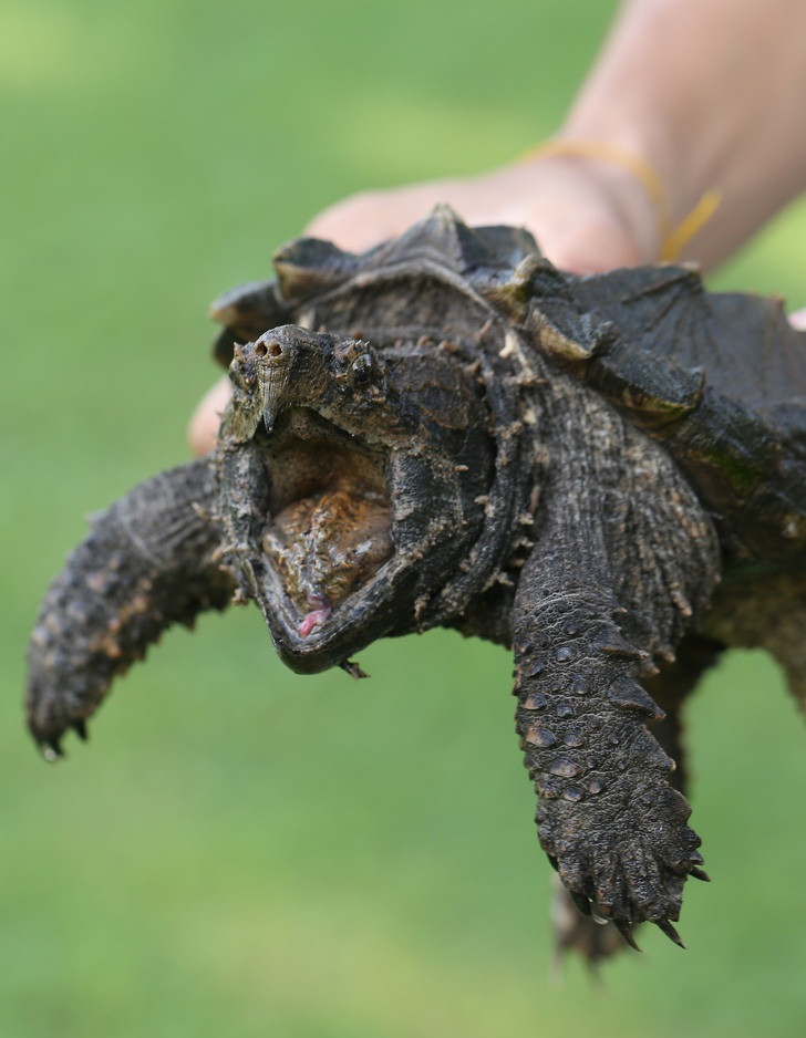 Điểm danh loài vật có cú cắn uy lực nhất - Hình 11 Diem danh loai vat co cu can uy luc nhat-Hinh-11