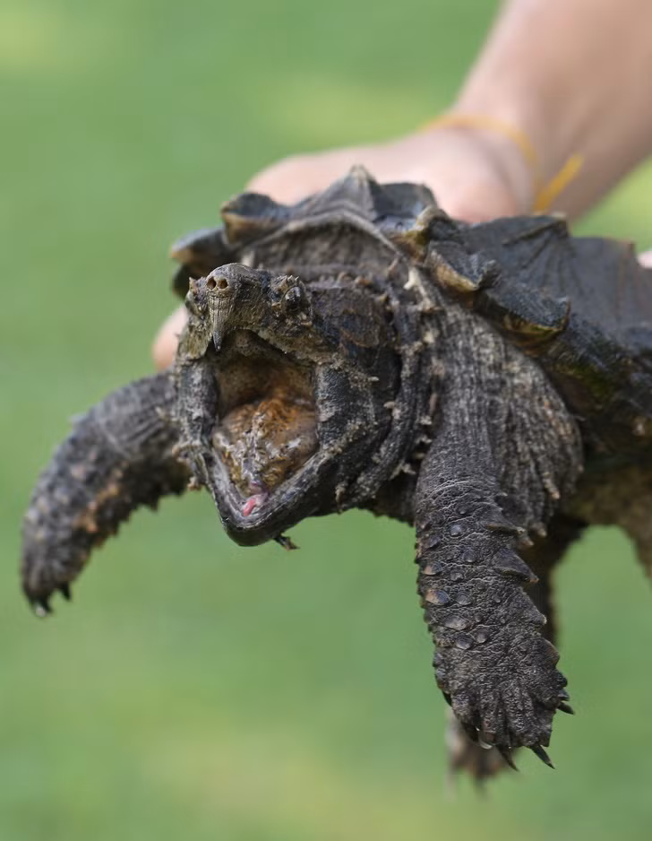 Diem danh loai vat co cu can uy luc nhat-Hinh-11