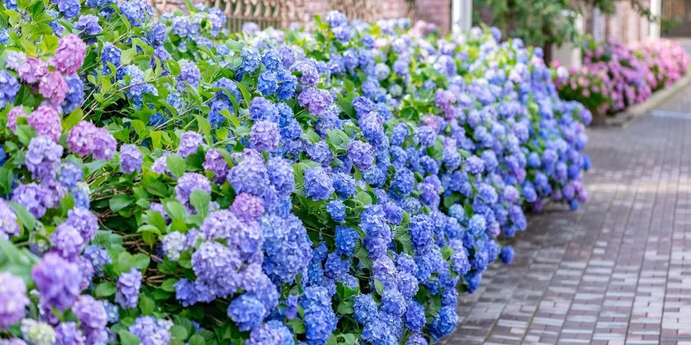 Bí quyết để hoa cẩm tú cầu nở hoa xanh biếc - Hình 16 Bi quyet de hoa cam tu cau no hoa xanh biec-Hinh-16