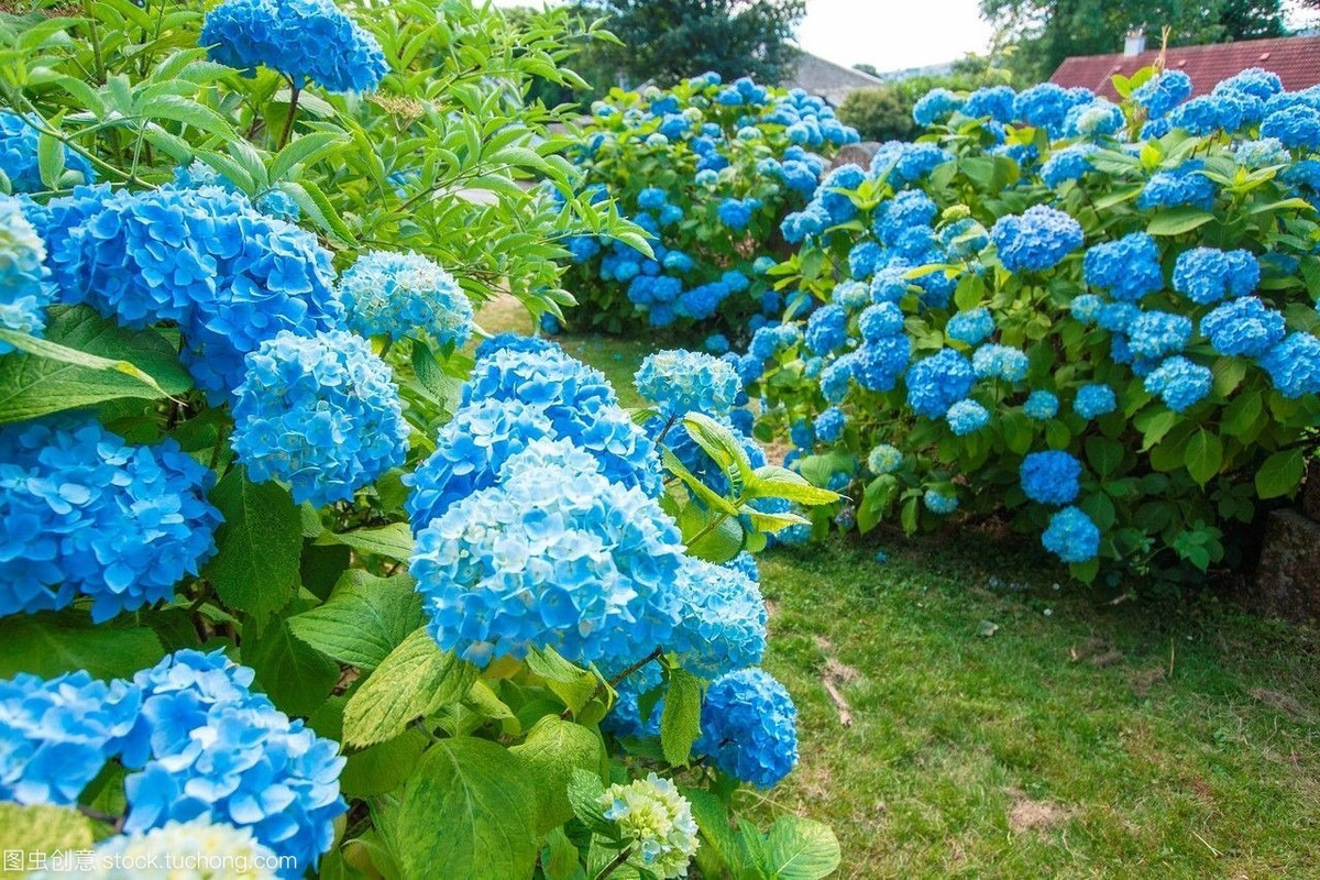 Bi quyet de hoa cam tu cau no hoa xanh biec-Hinh-7