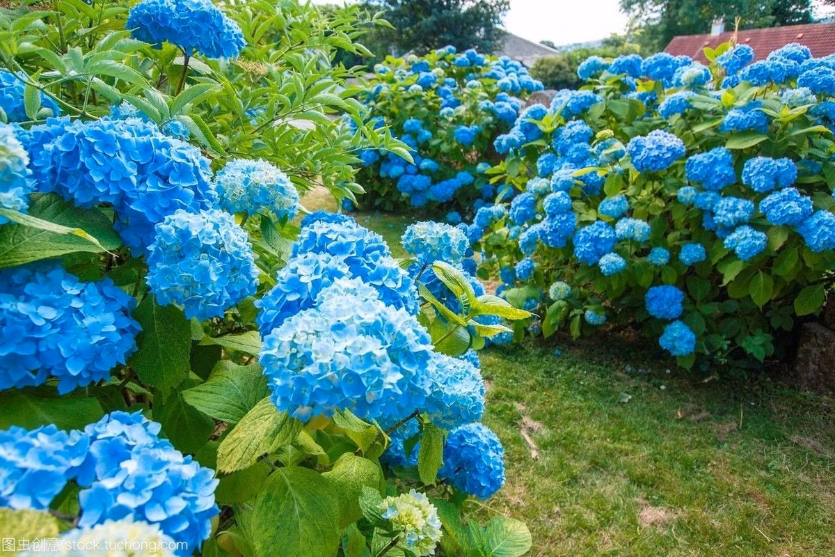 Bí quyết để hoa cẩm tú cầu nở hoa xanh biếc - Hình 7 Bi quyet de hoa cam tu cau no hoa xanh biec-Hinh-7