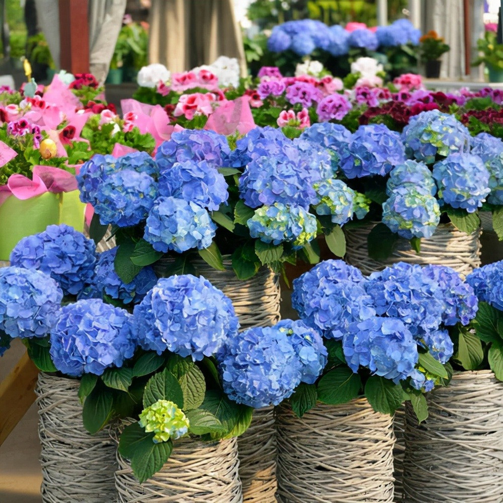 Bi quyet de hoa cam tu cau no hoa xanh biec-Hinh-12