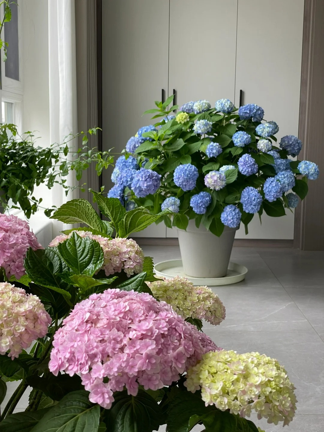 Bi quyet de hoa cam tu cau no hoa xanh biec-Hinh-13