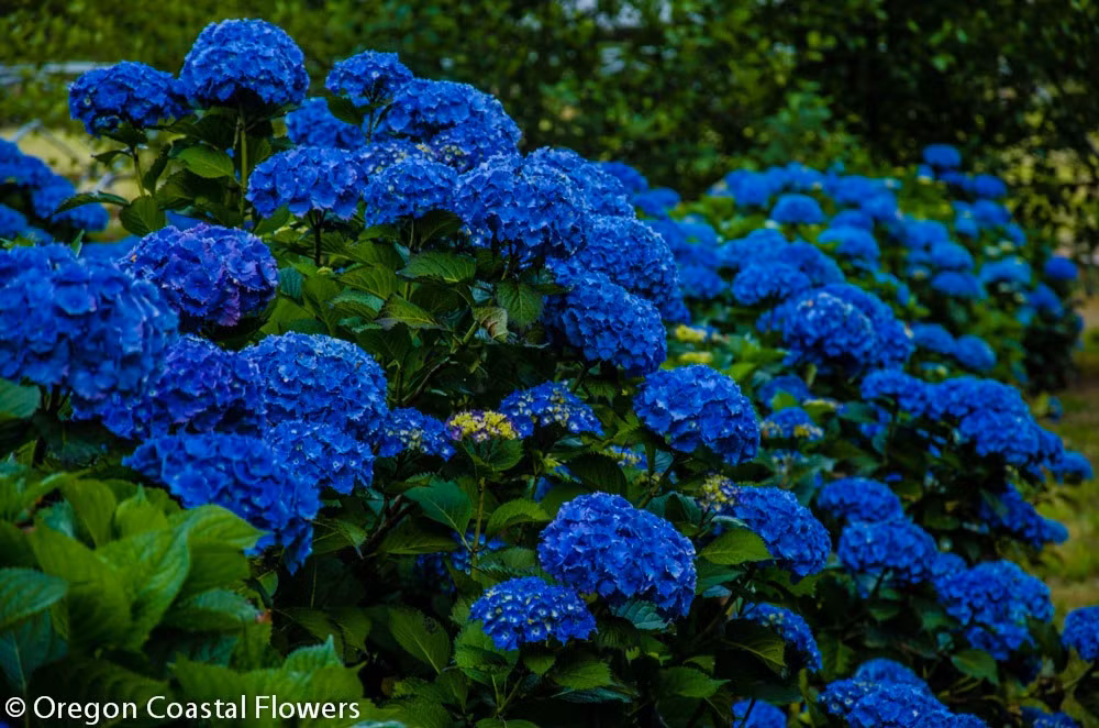 Bí quyết để hoa cẩm tú cầu nở hoa xanh biếc - Hình 15 Bi quyet de hoa cam tu cau no hoa xanh biec-Hinh-15