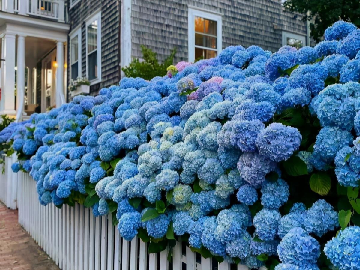 Bi quyet de hoa cam tu cau no hoa xanh biec-Hinh-18