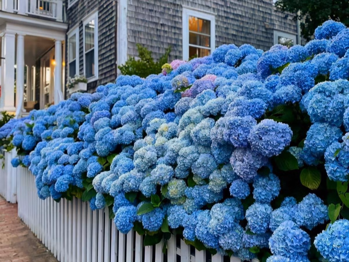 Bí quyết để hoa cẩm tú cầu nở hoa xanh biếc - Hình 18 Bi quyet de hoa cam tu cau no hoa xanh biec-Hinh-18