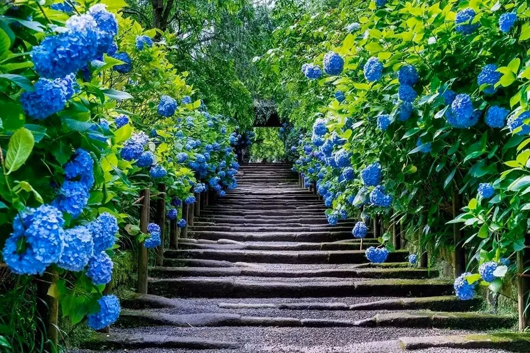 Bí quyết để hoa cẩm tú cầu nở hoa xanh biếc - Hình 6 Bi quyet de hoa cam tu cau no hoa xanh biec-Hinh-6