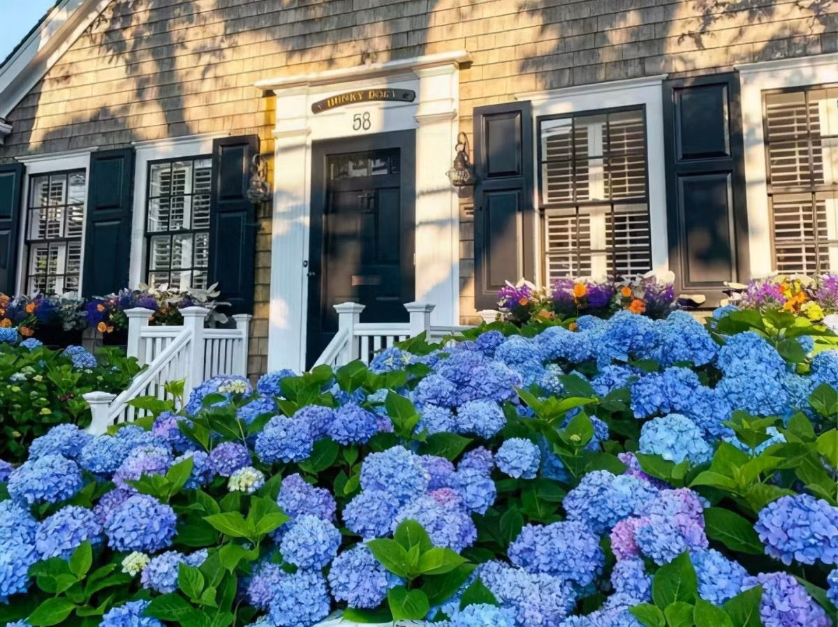 Bí quyết để hoa cẩm tú cầu nở hoa xanh biếc - Hình 3 Bi quyet de hoa cam tu cau no hoa xanh biec-Hinh-3