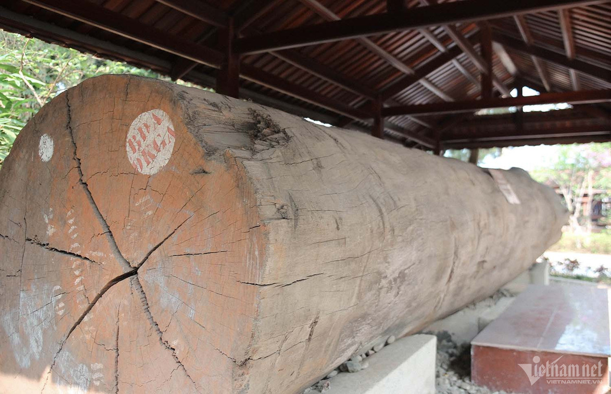 Gỗ lim nguyên khối có tuổi đời hơn 900 năm được nhập khẩu từ nước ngoài về để dựng lên ngôi nhà sàn độc đáo. Ảnh: Nhị Tiến 