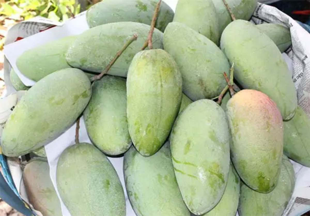 4 loai xoai doc, la dang hut khach-Hinh-2