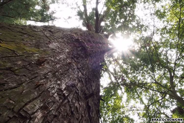 Thần cung Ise Jingu tọa lạc giữa khu rừng thiêng mỗi năm có khoảng 6 triệu người trên cả nước Nhật đến viếng.