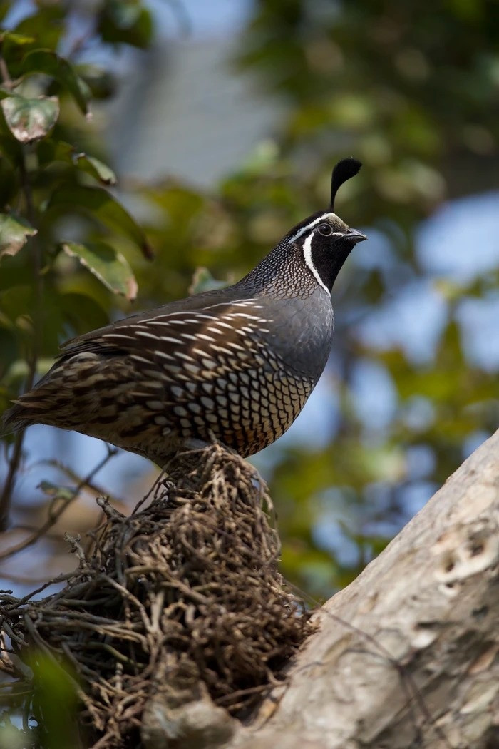 Anh Huyền Anh dự tính chi phí cho avi này khoảng 500-600 triệu đồng. Do đam mê muốn làm mọi thứ thật hoàn chỉnh và giá của nhiều loại chim quý khá cao, chi phí đội lên hơn 1 tỷ đồng.