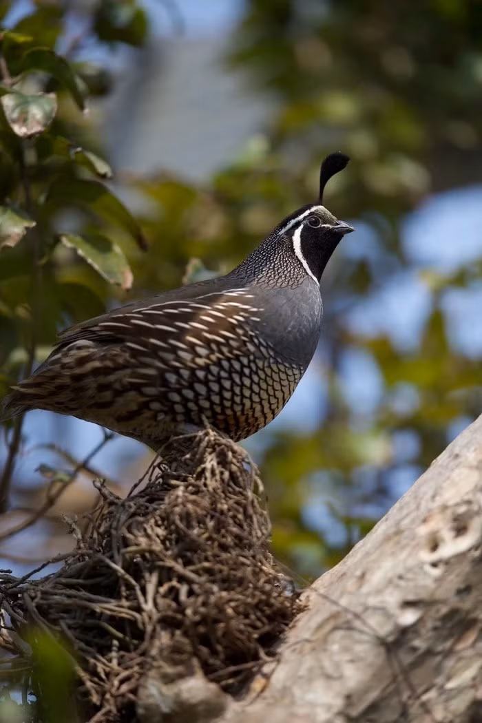 Anh Huyền Anh dự tính chi phí cho avi này khoảng 500-600 triệu đồng. Do đam mê muốn làm mọi thứ thật hoàn chỉnh và giá của nhiều loại chim quý khá cao, chi phí đội lên hơn 1 tỷ đồng.