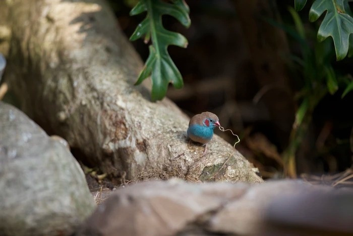 Ban đầu, vườn chim của gia đình anh Huyền Anh chỉ có khoảng 20 con với đủ loài chim quý trên thế giới.
