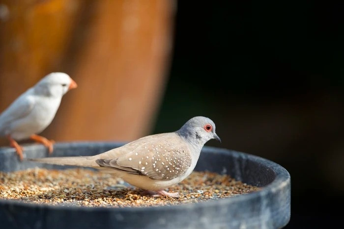 Hiện vườn chim trên sân thượng này có các loại finch (họ sẻ) như sẻ thiên đường, manh manh, gold finch, parrot finch, má cam, lavender, các loại yến... Và một số loại chim khác như hút mật, cu gáy, chào mào, chim oanh, chòe đất, chòe nước, các loài đớp ruồi...