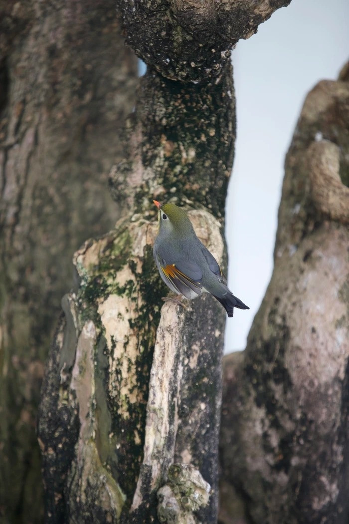 Trong thời gian dịch bệnh phải giãn cách, cả gia đình Huyền Anh cả ngày gắn bó với vườn chim. Các con của Huyền Anh đặt tên cho chim theo tính cách của từng con: Hung Hăng, Thùy Mị, Bạch Tuyết... Anh cũng thường dành phần lớn thời gian sau khi đi làm về để chăm sóc, chơi với chim và hiểu thêm từng tính cách loài chim, điều chỉnh cách nuôi cho phù hợp.