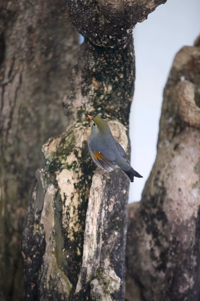 Trong thời gian dịch bệnh phải giãn cách, cả gia đình Huyền Anh cả ngày gắn bó với vườn chim. Các con của Huyền Anh đặt tên cho chim theo tính cách của từng con: Hung Hăng, Thùy Mị, Bạch Tuyết... Anh cũng thường dành phần lớn thời gian sau khi đi làm về để chăm sóc, chơi với chim và hiểu thêm từng tính cách loài chim, điều chỉnh cách nuôi cho phù hợp.