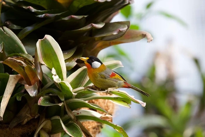 Có kiến thức và "mát" tay, vườn chim của ông chủ trẻ ngày càng sinh sôi nhiều. Số lượng chim hiện nay ở trên vườn sân thượng có khoảng gần 100 con.