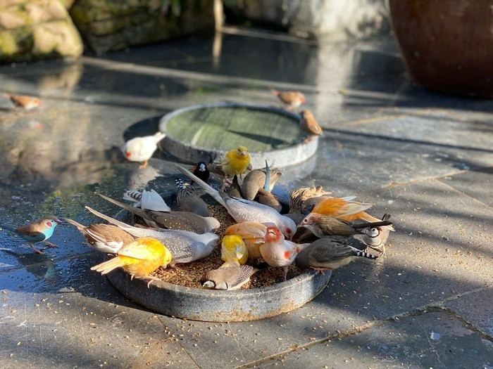 Để có được các loài ưng ý, anh Huyền Anh đã đặt mua chim cả trong và ngoài nước.