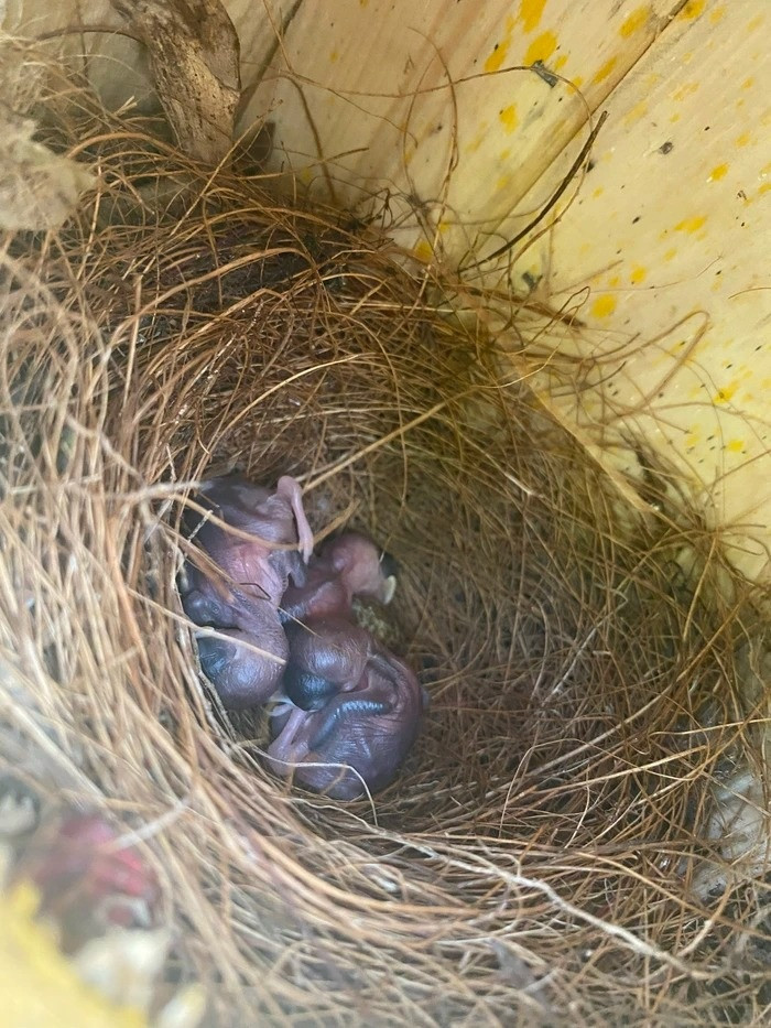 Trên sân thượng, Huyền Anh để các chuồng chim, các loại cây, lá khô cho chim làm tổ, đẻ trứng. Có loài chim lại ấp đẻ trứng ở dưới đất. Anh cũng tạo màng lưới phía trên để chim không bay đi.