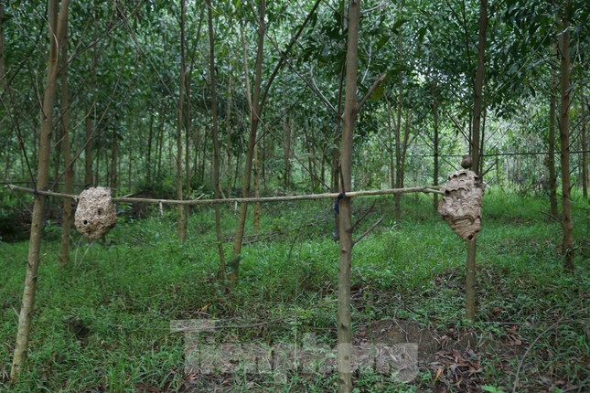 Bà Nguyễn Thị Oanh - Chủ tịch Hội phụ nữ xã Thanh Hòa, cho biết, toàn xã có khoảng 20 hộ nuôi ong, hộ nhiều nhất là hơn 100 tổ ong. Nghề nuôi ong vò vẽ không tốn kém, cho thu nhập khá, nhưng cũng tiềm ẩn nhiều nguy cơ, có khi ảnh hưởng đến cả tính mạng.