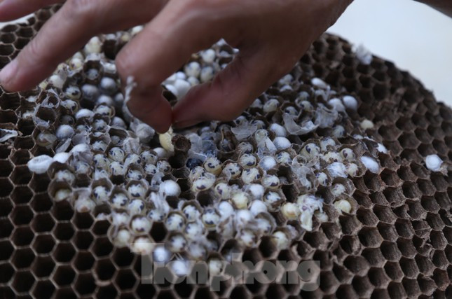 Nhộng ong là thực phẩm bổ dưỡng, có vị ngon, béo bùi và nhiều chất đạm. Tổ ong sau khi thu hoạch có thể bán cho người dân, cho các điểm thu mua hoặc lái buôn sẽ đến mua tận vườn để vận chuyển đi các tỉnh, thành phía Bắc tiêu thụ.