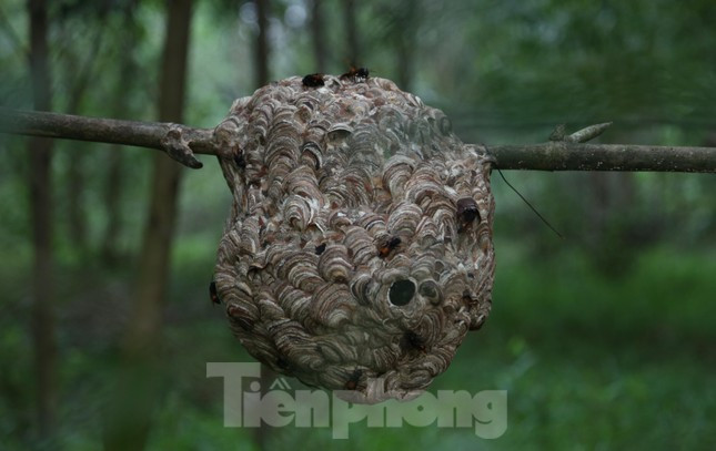 Theo người dân địa phương, khoảng tháng 5, 6 dương lịch là thời điểm lý tưởng cho ong vò vẽ xây tổ, sinh sản. Đây cũng là thời gian để người nuôi ong vò vẽ vào rừng săn tìm và mang những tổ ong vò vẽ còn nhỏ bằng nắm tay đưa về vườn nhà nuôi.