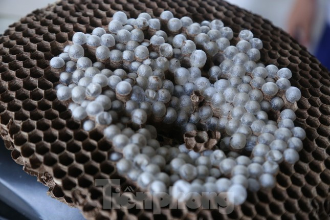 Nghề nuôi ong vò vẽ rất nguy hiểm nhưng mang lại hiệu quả kinh tế cao. Trung bình một tổ ong nuôi trong vòng 3 tháng sẽ cho thu hoạch từ 3-4 kg nhộng với giá bán ra thị trường khoảng 150.000-200.000 đồng/kg.