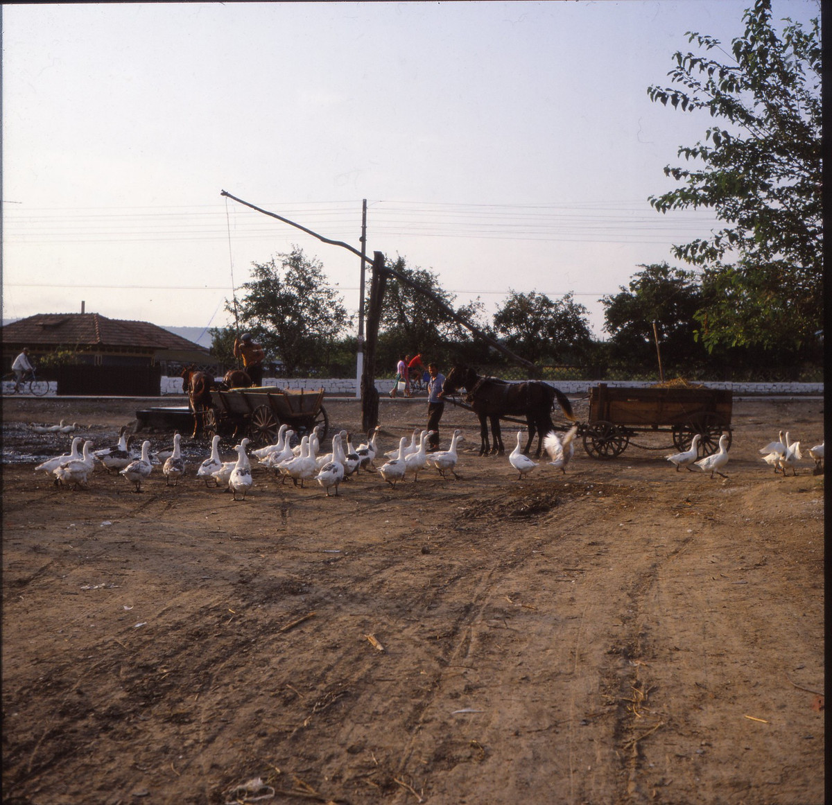 Nông trại ở xã Jurilovca, hạt Tulcea.