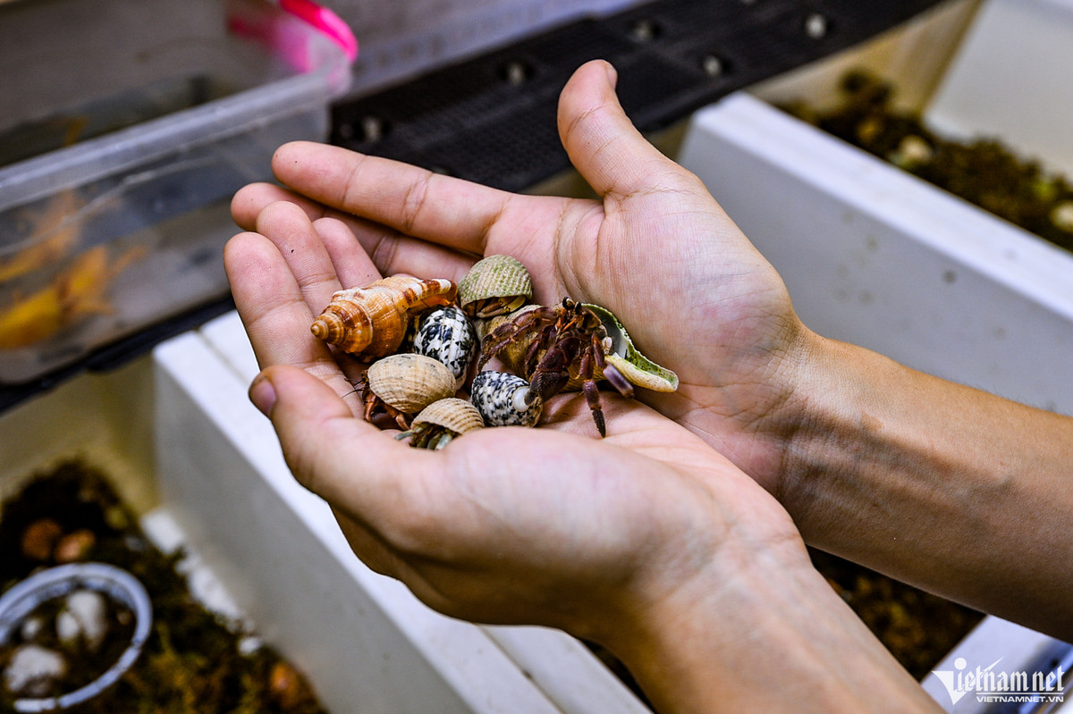 Để duy trì đam mê, Phượng vừa nuôi vừa bán cho những người có cùng sở thích. Giá của mỗi con dao động từ 6.000 đến 500.000 đồng tùy kích thước và độ hiếm.