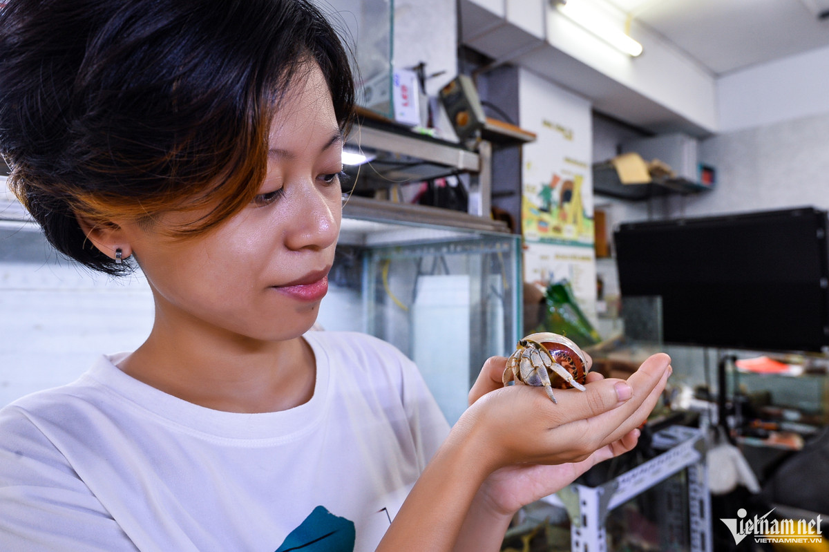 Bắt đầu sưu tầm ốc mượn hồn từ năm 2018 đến nay, Nguyễn Thanh Phượng (quận Thanh Xuân, Hà Nội) đã sở hữu hơn 6.000 cá thể với nhiều màu sắc và giống khác nhau, chúng được nhập khẩu từ nhiều nơi trên thế giới.