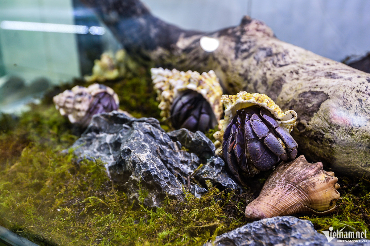 Ốc mượn hồn còn có tên gọi là "cua ẩn sĩ", thường sống trong vỏ ốc, sò... Đây là loài động vật thuộc họ giáp xác, lai giữa tôm và cua, thường xuất hiện tại môi trường rừng ngập mặn, những nơi gần biển hoặc khu vực có khí hậu ẩm ướt.