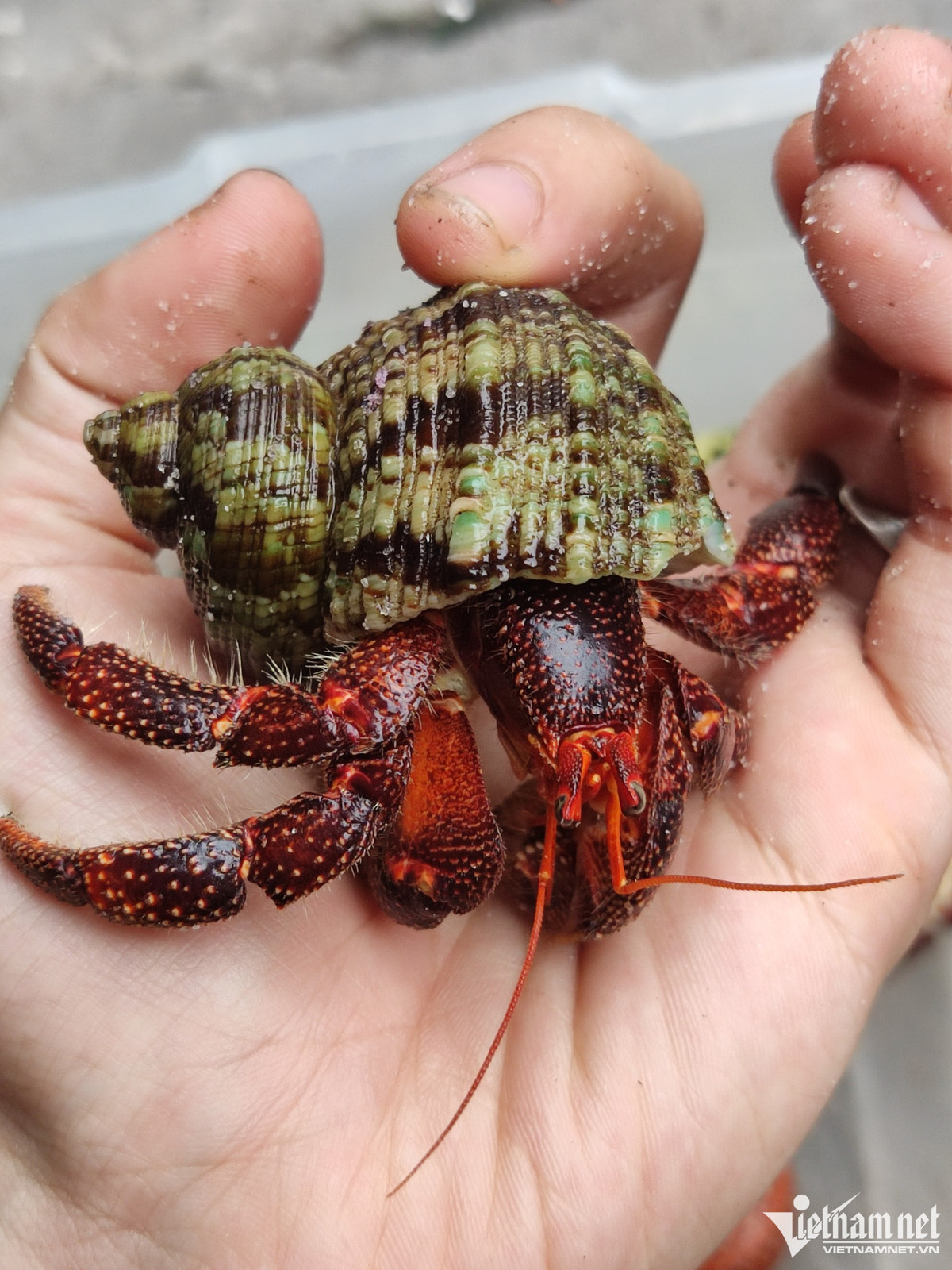 Một số chủng loại ốc mượn hồn do nữ chủ nhân sưu tầm.