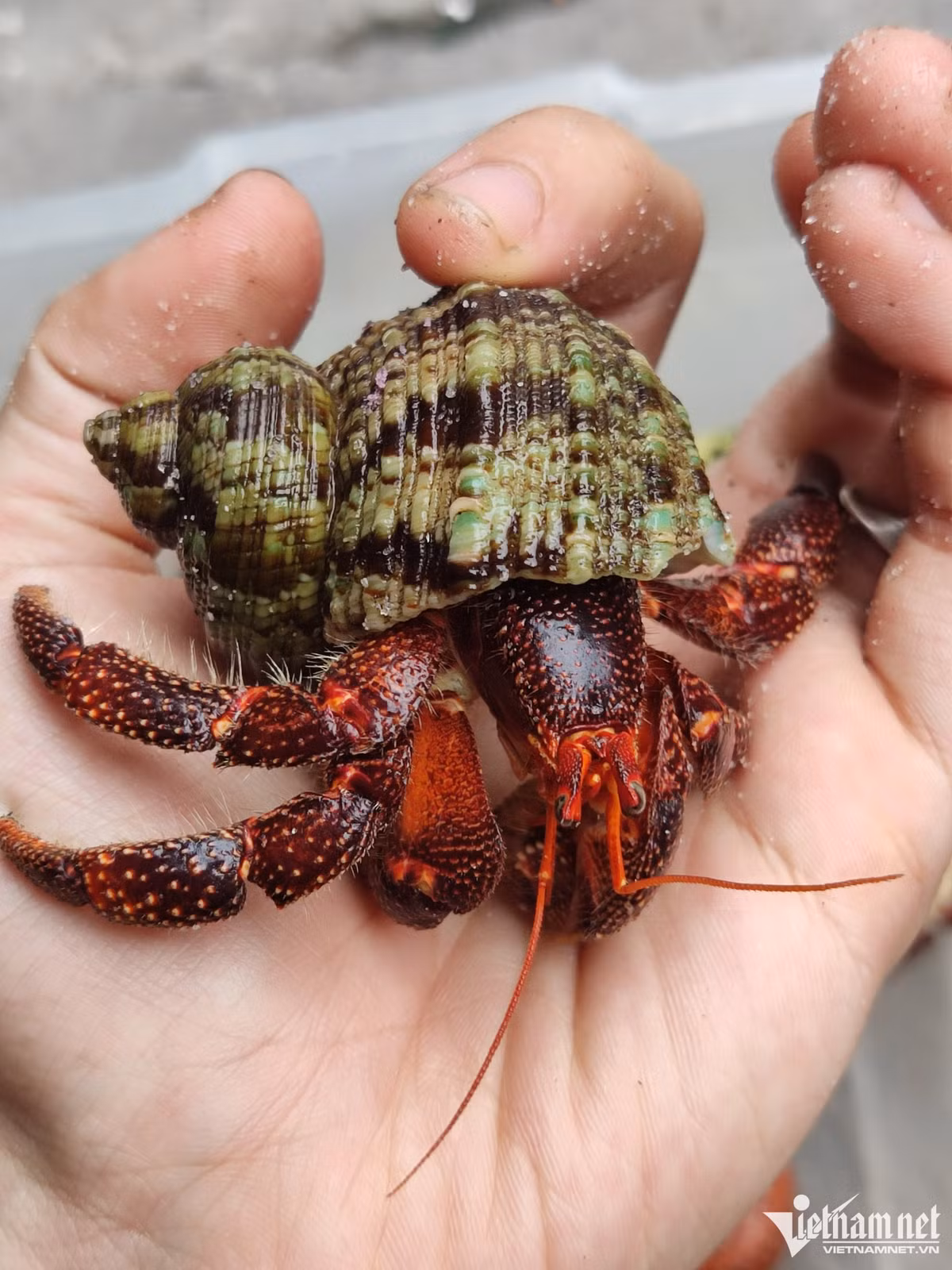 Một số chủng loại ốc mượn hồn do nữ chủ nhân sưu tầm.