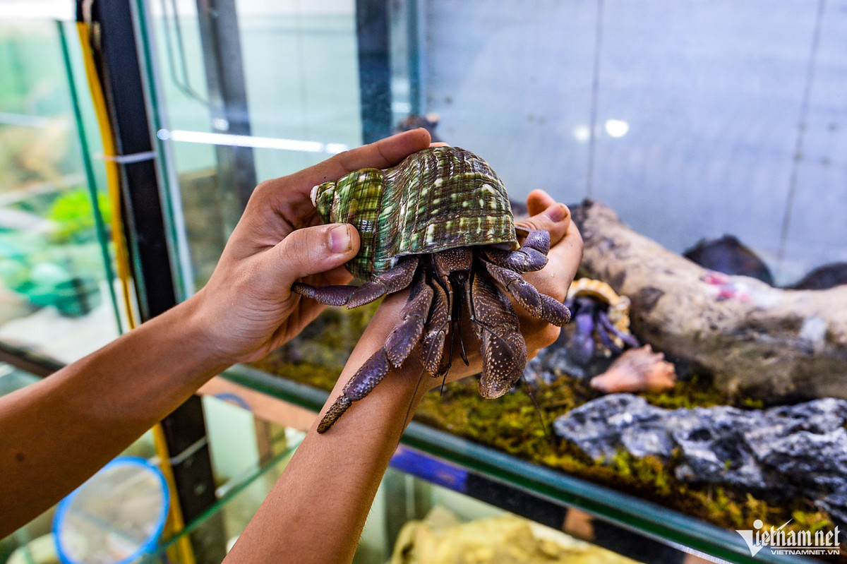 Nổi bật trong bộ sưu tập của Phượng là cá thể Brevimanus tuổi thọ gần 30 năm, được tìm thấy tại Indonesia. Nó có đặc trưng là càng to so hơn so với các loài khác.