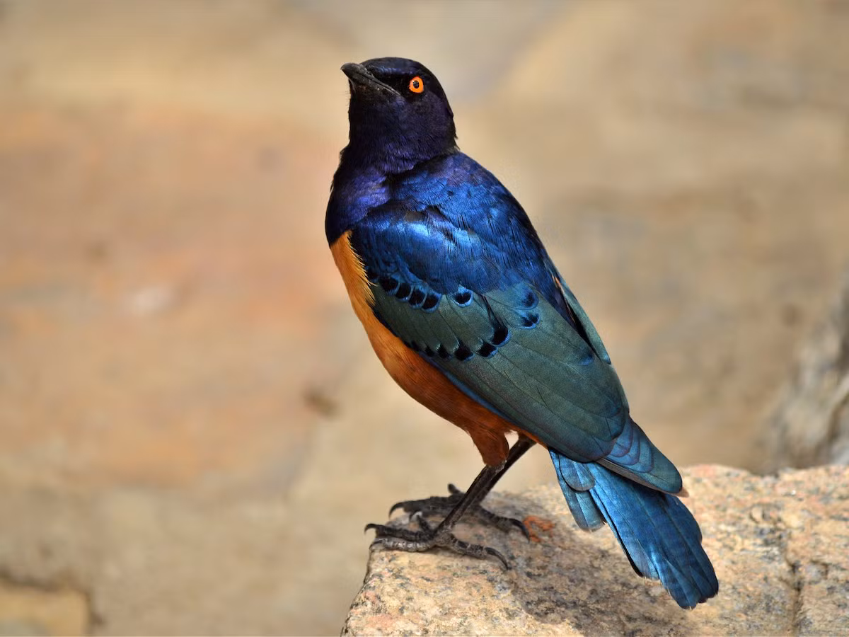 Sáo lông bóng Hildebrandt (Lamprotornis hildebrandti) dài 18 cm, được ghi nhận ở Đông Phi. Loài này sống trong xavan có cây thân gỗ, ăn côn trùng lớn trên mặt đất và thường hợp thành đàn với các loài sáo khác. Ảnh: eBird.org.