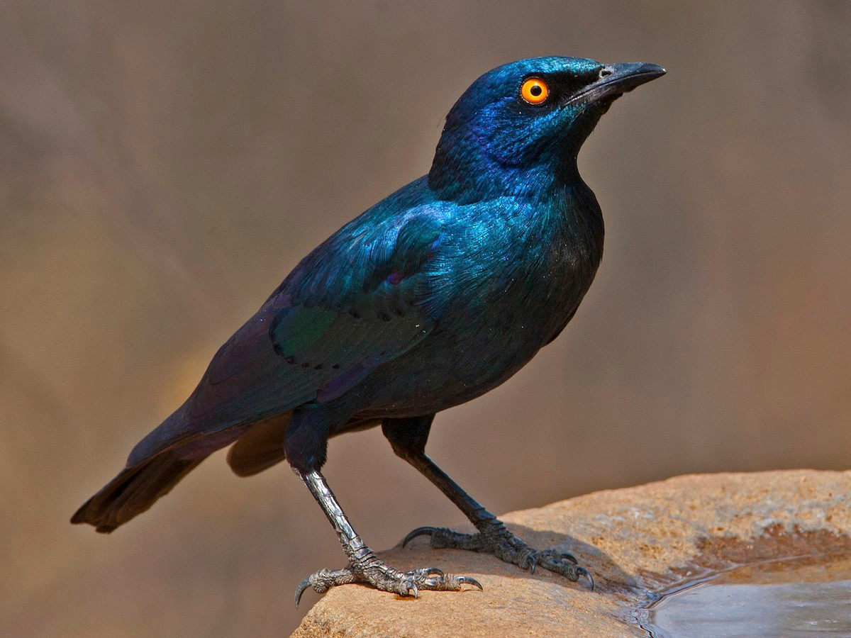 Sáo lông bóng Cape (Lamprotornis nitens) dài 25 cm, được ghi nhận ở Nam Phi. Loài này có điệu hót dài và phức tạp, gồm những âm thanh mà chúng nghe được trong môi trường sống của mình. Ảnh: eBird.org.