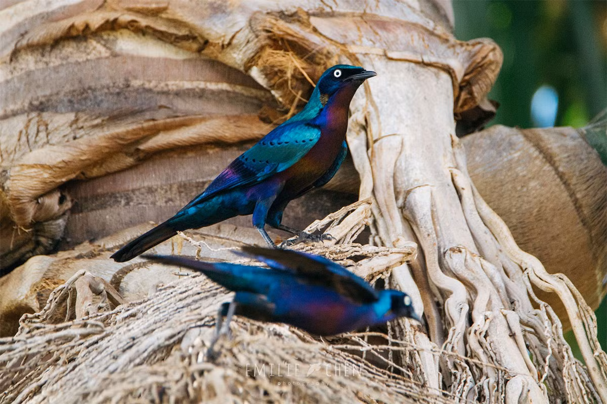 Sáo lông bóng lộng lẫy (Lamprotornis splendidus) dài 30 cm, phân bố rộng ở châu Phi Hạ Sahara. Cũng như các họ hàng trong chi Lamprotornis, chúng có màu lông óng ánh đặc trưng. Ảnh: Pinterest.