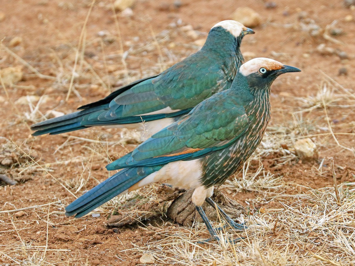 Sáo vương miện trắng (Lamprotornis albicapillus) dài 23-27 cm, được ghi nhận ở Djibouti, Ethiopia, Kenya và Somalia. Chúng có bộ lông dễ nhận biết với đỉnh đầu, phần dưới đuôi và hai chân màu trắng nổi bật. Ảnh: eBird.org.
